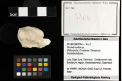 Foto (Objekt + Etiketten) von Goniodromites sp. 